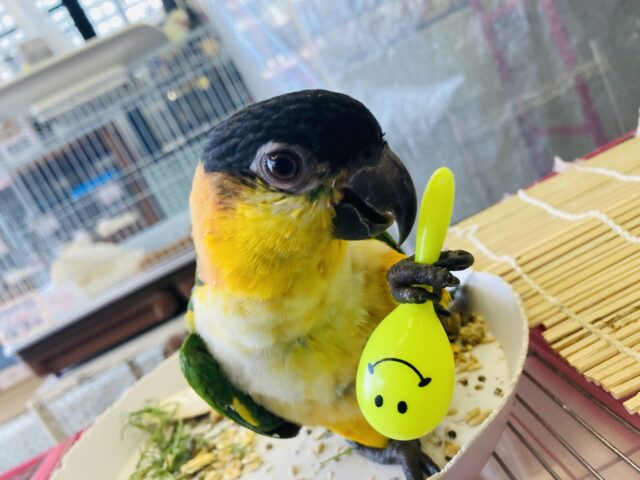 人が大好き❤︎ 楽しいこと大好き❤︎*ˊᵕˋ ベタ慣れズグロシロハラインコさん❤︎ ⁾⁾ ズグロシロハラインコ
