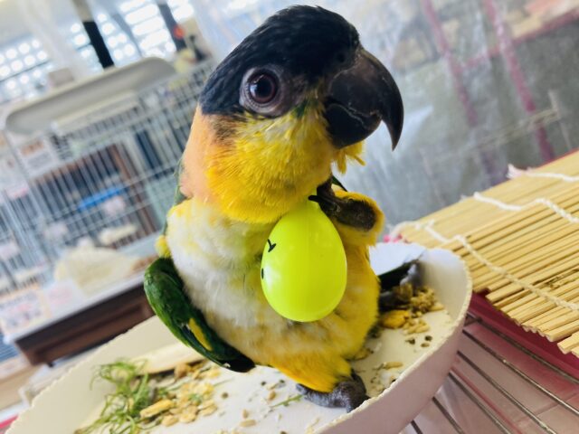 人が大好き❤︎ 楽しいこと大好き❤︎*ˊᵕˋ ベタ慣れズグロシロハラインコさん❤︎ ⁾⁾ ズグロシロハラインコ