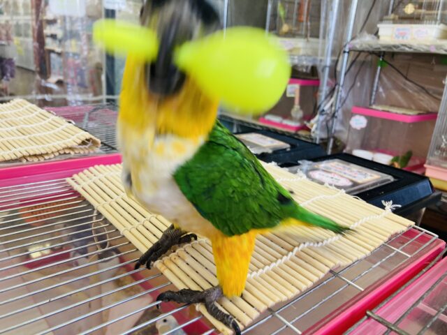 人が大好き❤︎ 楽しいこと大好き❤︎*ˊᵕˋ ベタ慣れズグロシロハラインコさん❤︎ ⁾⁾ ズグロシロハラインコ