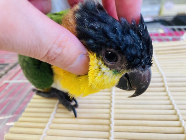 人が大好き❤︎ 楽しいこと大好き❤︎*ˊᵕˋ ベタ慣れズグロシロハラインコさん❤︎ ⁾⁾ ズグロシロハラインコ