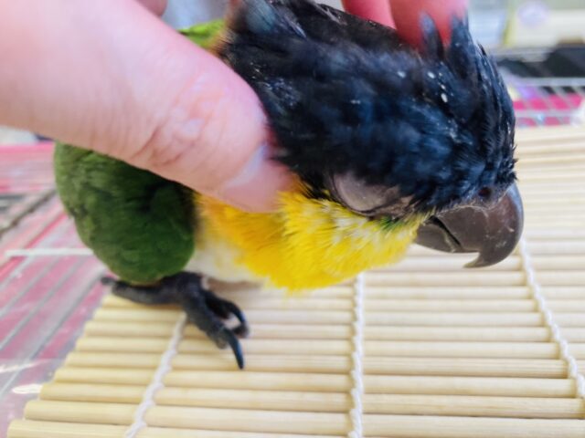 人が大好き❤︎ 楽しいこと大好き❤︎*ˊᵕˋ ベタ慣れズグロシロハラインコさん❤︎ ⁾⁾ ズグロシロハラインコ