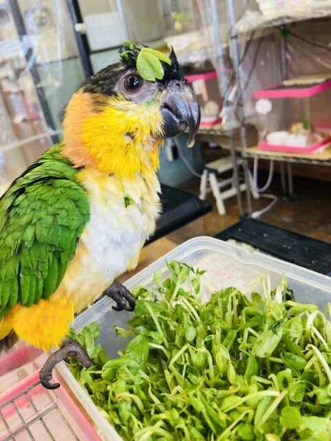 人が大好き❤︎ 楽しいこと大好き❤︎*ˊᵕˋ ベタ慣れズグロシロハラインコさん❤︎ ⁾⁾ ズグロシロハラインコ