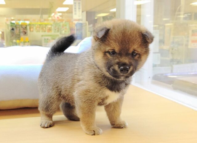 最新画像載ってます‼️ 柴犬