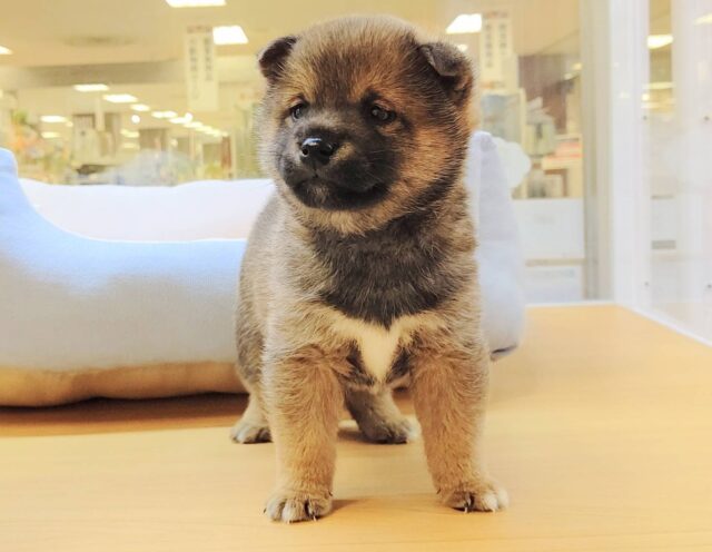 最新画像載ってます‼️ 柴犬