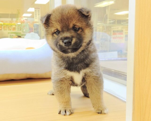 最新画像載ってます‼️ 柴犬