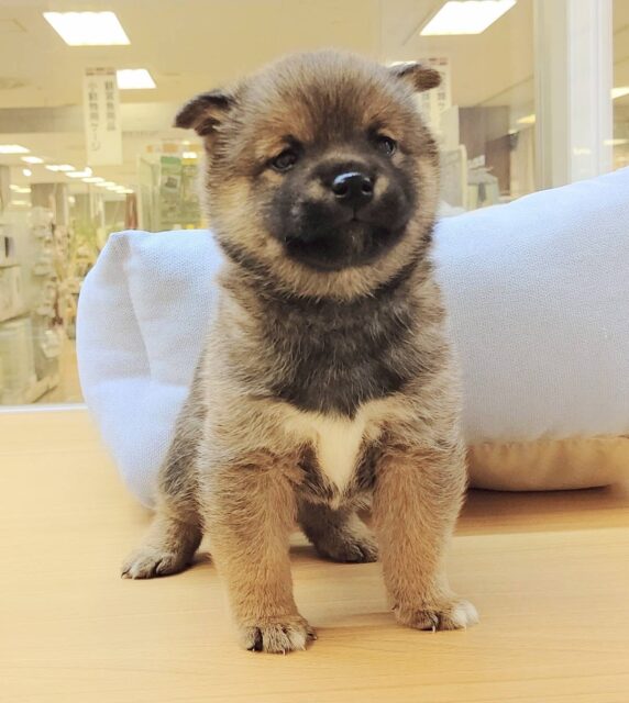最新画像載ってます‼️ 柴犬