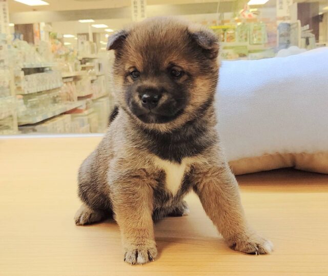 最新画像載ってます‼️ 柴犬