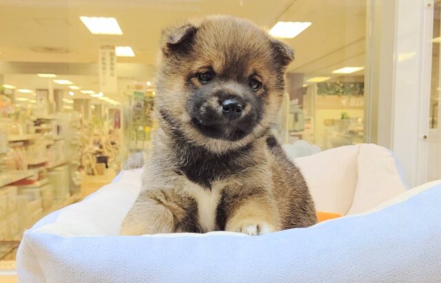 最新画像載ってます‼️ 柴犬