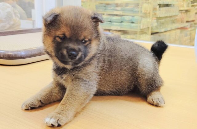 最新画像載ってます‼️ 柴犬
