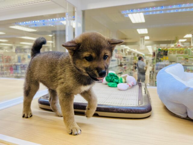 最新画像載ってます‼️ 柴犬