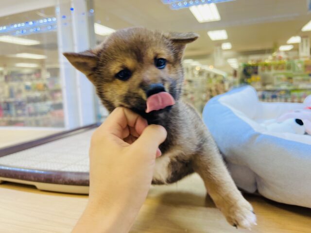 最新画像載ってます‼️ 柴犬
