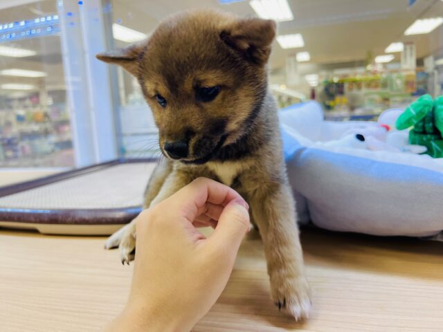 最新画像載ってます‼️ 柴犬