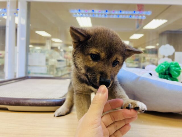 最新画像載ってます‼️ 柴犬