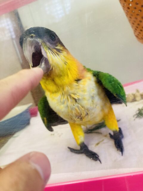 人が大好き❤︎ 楽しいこと大好き❤︎*ˊᵕˋ ベタ慣れズグロシロハラインコさん❤︎ ⁾⁾ ズグロシロハラインコ
