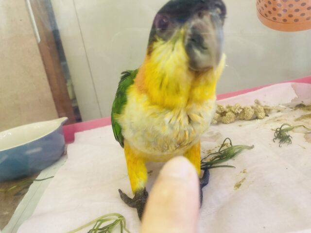 人が大好き❤︎ 楽しいこと大好き❤︎*ˊᵕˋ ベタ慣れズグロシロハラインコさん❤︎ ⁾⁾ ズグロシロハラインコ