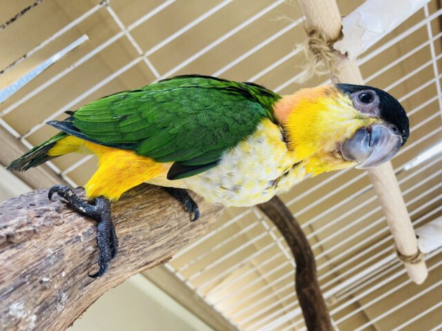人が大好き❤︎ 楽しいこと大好き❤︎*ˊᵕˋ ベタ慣れズグロシロハラインコさん❤︎ ⁾⁾ ズグロシロハラインコ