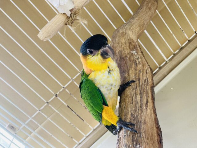 人が大好き❤︎ 楽しいこと大好き❤︎*ˊᵕˋ ベタ慣れズグロシロハラインコさん❤︎ ⁾⁾ ズグロシロハラインコ