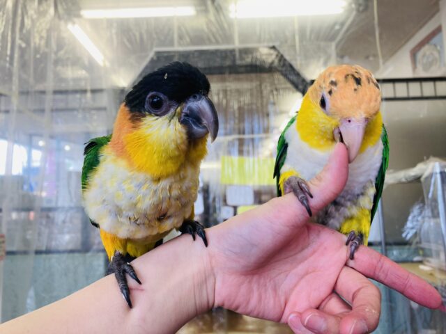 人が大好き❤︎ 楽しいこと大好き❤︎*ˊᵕˋ ベタ慣れズグロシロハラインコさん❤︎ ⁾⁾ ズグロシロハラインコ