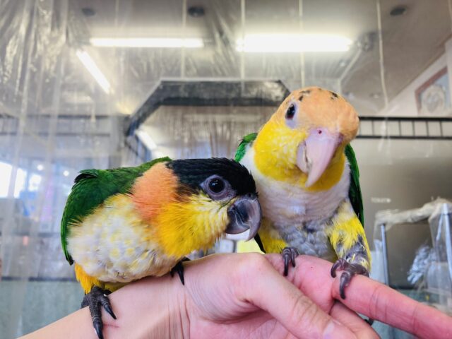 人が大好き❤︎ 楽しいこと大好き❤︎*ˊᵕˋ ベタ慣れズグロシロハラインコさん❤︎ ⁾⁾ ズグロシロハラインコ