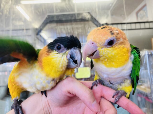 人が大好き❤︎ 楽しいこと大好き❤︎*ˊᵕˋ ベタ慣れズグロシロハラインコさん❤︎ ⁾⁾ ズグロシロハラインコ