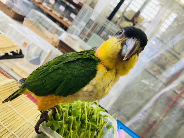 人が大好き❤︎ 楽しいこと大好き❤︎*ˊᵕˋ ベタ慣れズグロシロハラインコさん❤︎ ⁾⁾ ズグロシロハラインコ