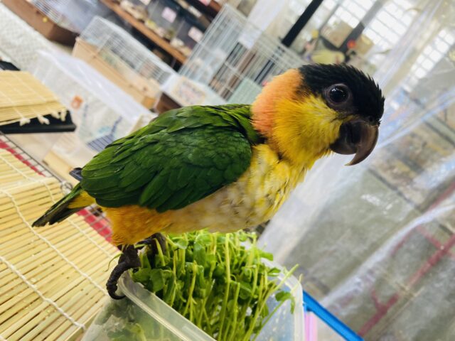 人が大好き❤︎ 楽しいこと大好き❤︎*ˊᵕˋ ベタ慣れズグロシロハラインコさん❤︎ ⁾⁾ ズグロシロハラインコ