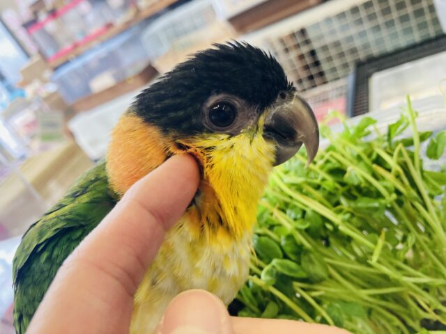 人が大好き❤︎ 楽しいこと大好き❤︎*ˊᵕˋ ベタ慣れズグロシロハラインコさん❤︎ ⁾⁾ ズグロシロハラインコ