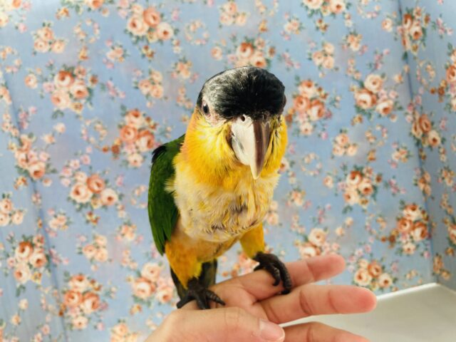 人が大好き❤︎ 楽しいこと大好き❤︎*ˊᵕˋ ベタ慣れズグロシロハラインコさん❤︎ ⁾⁾ ズグロシロハラインコ