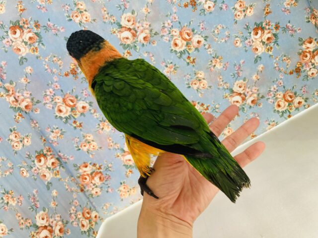 人が大好き❤︎ 楽しいこと大好き❤︎*ˊᵕˋ ベタ慣れズグロシロハラインコさん❤︎ ⁾⁾ ズグロシロハラインコ