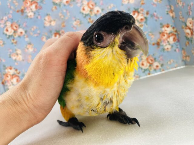 人が大好き❤︎ 楽しいこと大好き❤︎*ˊᵕˋ ベタ慣れズグロシロハラインコさん❤︎ ⁾⁾ ズグロシロハラインコ