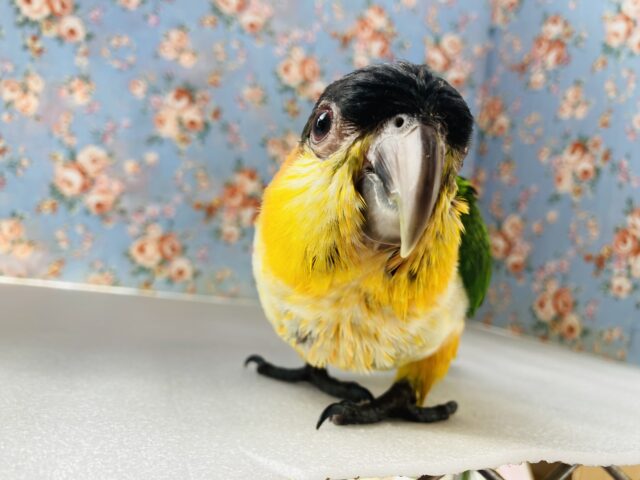 人が大好き❤︎ 楽しいこと大好き❤︎*ˊᵕˋ ベタ慣れズグロシロハラインコさん❤︎ ⁾⁾ ズグロシロハラインコ