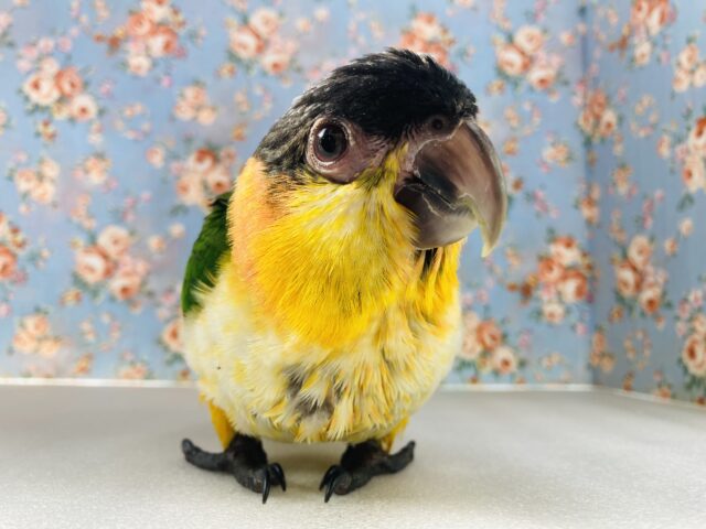 人が大好き❤︎ 楽しいこと大好き❤︎*ˊᵕˋ ベタ慣れズグロシロハラインコさん❤︎ ⁾⁾ ズグロシロハラインコ