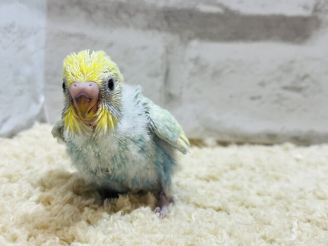ペンギンフォルムの癒し系🐧🫧セキセイインコ(パステルカラーレインボー) ヒナ セキセイインコ