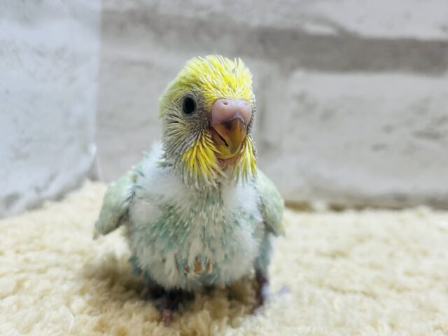 ペンギンフォルムの癒し系🐧🫧セキセイインコ(パステルカラーレインボー) ヒナ セキセイインコ