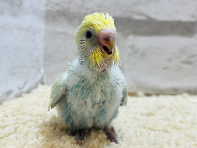 ペンギンフォルムの癒し系🐧🫧セキセイインコ(パステルカラーレインボー) ヒナ セキセイインコ