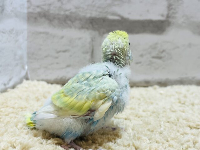 ペンギンフォルムの癒し系🐧🫧セキセイインコ(パステルカラーレインボー) ヒナ セキセイインコ