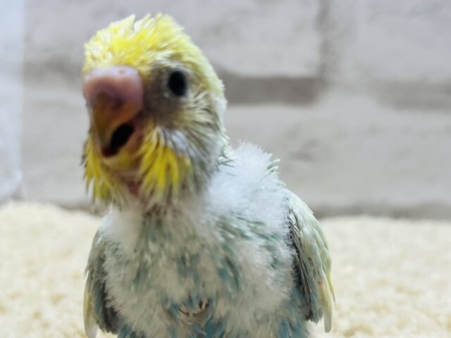 ペンギンフォルムの癒し系🐧🫧セキセイインコ(パステルカラーレインボー) ヒナ セキセイインコ