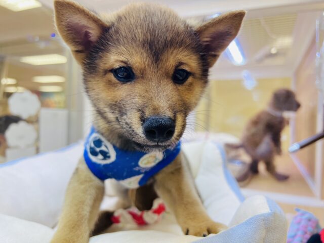 最新画像載ってます‼️ 柴犬