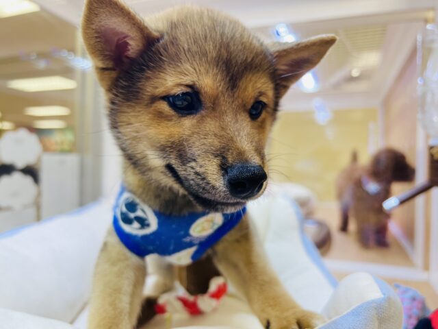 最新画像載ってます‼️ 柴犬