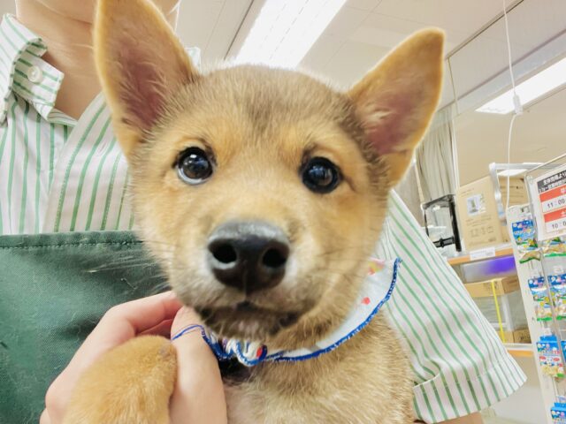 最新画像載ってます‼️ 柴犬