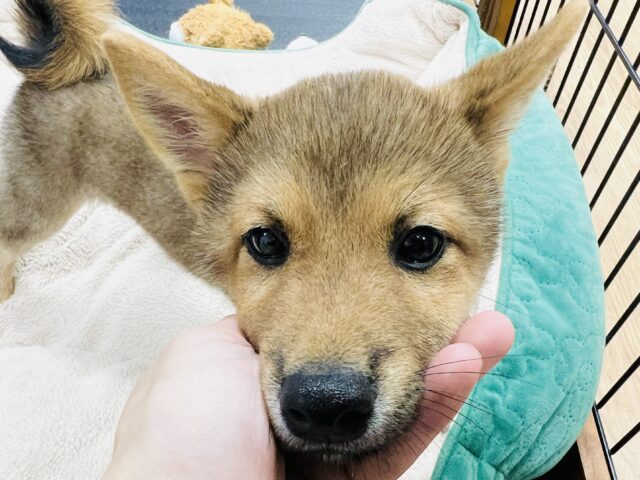 最新画像載ってます‼️ 柴犬