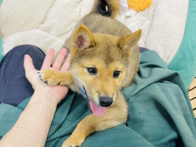 最新画像載ってます‼️ 柴犬