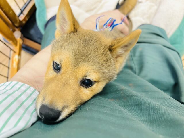 最新画像載ってます‼️ 柴犬