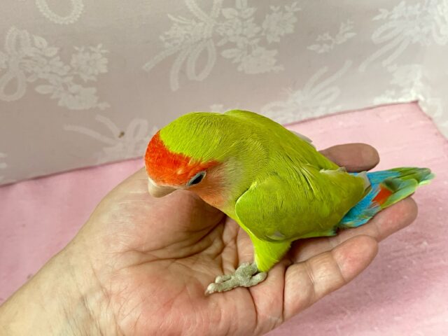 ✨️最新画像✨️爽快ジューシ〜スイカっち🎐🍉 コザクラインコ(シナモン/2023年10月生まれ) コザクラインコ(小桜インコ)