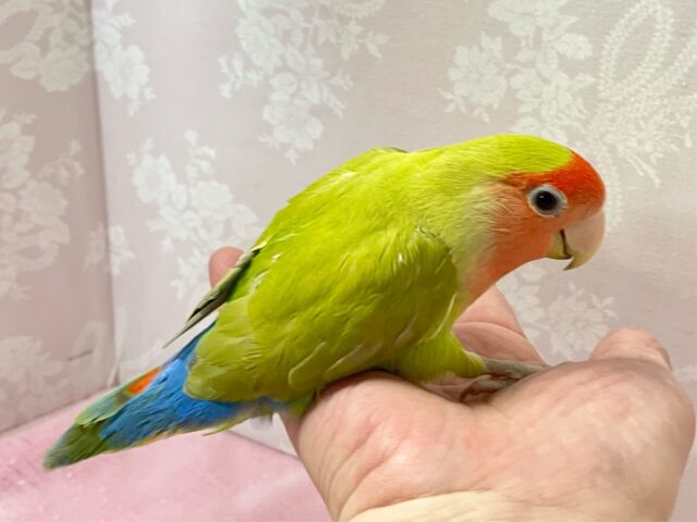 ✨️最新画像✨️爽快ジューシ〜スイカっち🎐🍉 コザクラインコ(シナモン/2023年10月生まれ) コザクラインコ(小桜インコ)