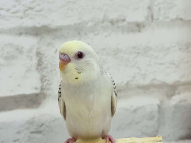 【動画更新🪄】レアカラー🫧まんまるおめめが魅力的♡セキセイインコ(ファロー) ヒナ セキセイインコ