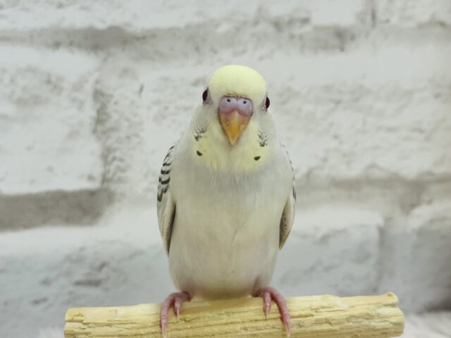 【動画更新🪄】レアカラー🫧まんまるおめめが魅力的♡セキセイインコ(ファロー) ヒナ セキセイインコ