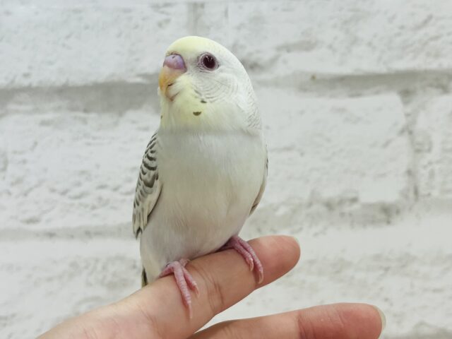 【動画更新🪄】レアカラー🫧まんまるおめめが魅力的♡セキセイインコ(ファロー) ヒナ セキセイインコ