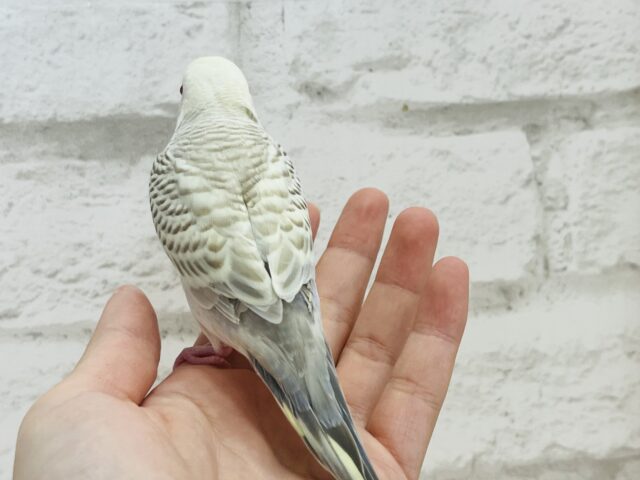 【動画更新🪄】レアカラー🫧まんまるおめめが魅力的♡セキセイインコ(ファロー) ヒナ セキセイインコ
