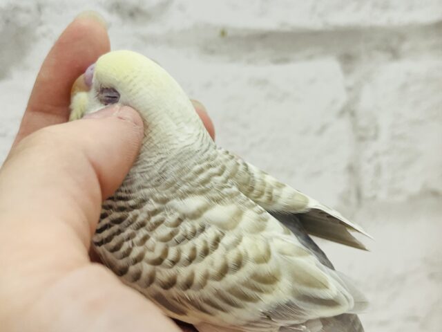 【動画更新🪄】レアカラー🫧まんまるおめめが魅力的♡セキセイインコ(ファロー) ヒナ セキセイインコ